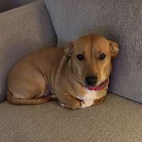 Thumbnail photo of Lucy #1