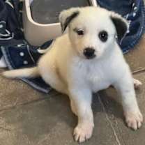 Thumbnail photo of Donner  #2