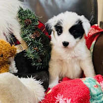 Thumbnail photo of Dasher #2