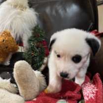 Thumbnail photo of Donner  #3