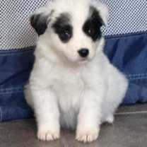 Thumbnail photo of Dasher #3