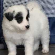 Thumbnail photo of Dasher #4