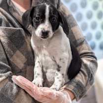 Thumbnail photo of Pie Puppies: Strawberry Rhubarb #1