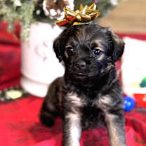 Thumbnail photo of Dancer #1