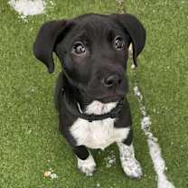 Thumbnail photo of Mouth Guard #1