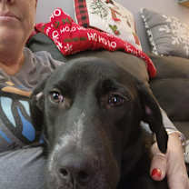 Thumbnail photo of Ollie #1