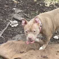 Thumbnail photo of Gracie #2