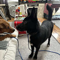 Thumbnail photo of Ripley #1