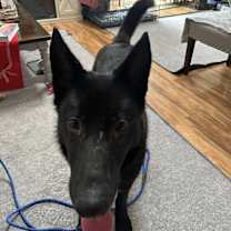 Thumbnail photo of Ripley #2