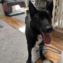 Thumbnail photo of Ripley #3