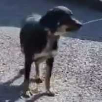 Thumbnail photo of Stevie #2