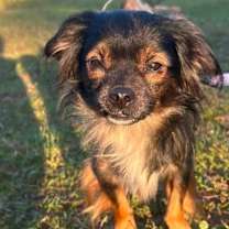 Thumbnail photo of Cocoa #1