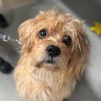 Thumbnail photo of Jingles #1