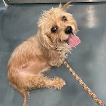 Thumbnail photo of Jingles #2