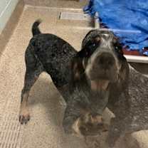 Thumbnail photo of Diesel #2