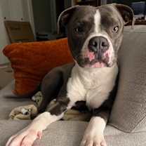 Thumbnail photo of Shark Boy #1