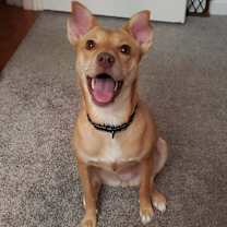 Thumbnail photo of Cinnamon #1