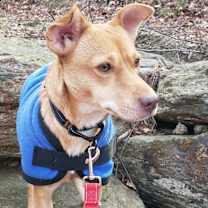 Thumbnail photo of Cinnamon #2