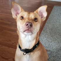 Thumbnail photo of Cinnamon #3