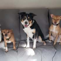 Thumbnail photo of Cinnamon #4