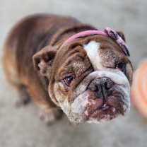 Thumbnail photo of Rosie #1