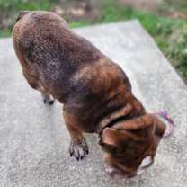 Thumbnail photo of Rosie #2