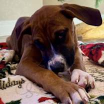 Thumbnail photo of Jovie #1