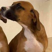 Thumbnail photo of Jovie #2