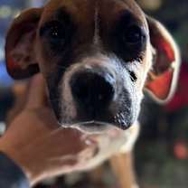 Thumbnail photo of Jovie #4