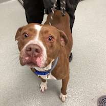 Thumbnail photo of Rocco #2