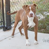 Thumbnail photo of Rocco #3