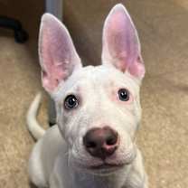 Thumbnail photo of Ophelia #3