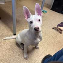 Thumbnail photo of Ophelia #4