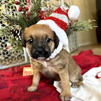 Thumbnail photo of Eggnog #1