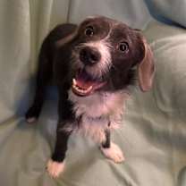 Thumbnail photo of Blueberry *Adoption Pending* #1