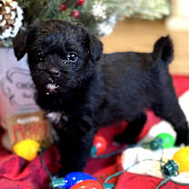 Thumbnail photo of Figgy Pudding #1