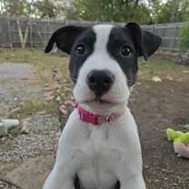 Thumbnail photo of Willa  #1