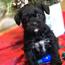 Thumbnail photo of Figgy Pudding #3