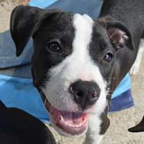 Thumbnail photo of Willa  #2