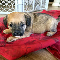 Thumbnail photo of Eggnog #3