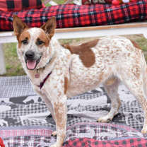 Thumbnail photo of Benny #2