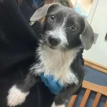 Thumbnail photo of Blueberry *Adoption Pending* #2