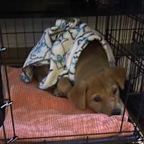 Thumbnail photo of Georgia Joy #4