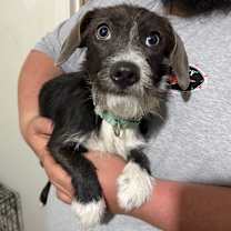 Thumbnail photo of Blueberry *Adoption Pending* #4