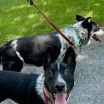 Thumbnail photo of Rosemary #2