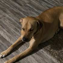 Thumbnail photo of Pepper #1