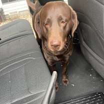 Thumbnail photo of Bear #4