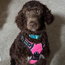 Thumbnail photo of Sunflower #1