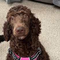 Thumbnail photo of Sunflower #4