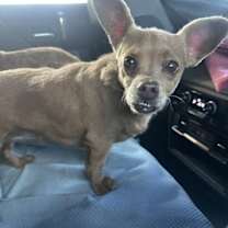 Thumbnail photo of Sophie #1